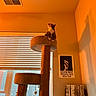 Loki joined the competition — help win amazing prizes! art, blinds, calm, cat, cat_tree, cozy, decor, furniture, home, indoor, light, looking_up, orange_tint, painting, pet, poster, shadow, sitting, wall, window