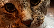 Loki joined the competition — help win amazing prizes! animal, cat, close_up, curious, cute, domestic, eyes, face, feline, floor, fur, indoor, looking, mammal, pet, portrait, soft_light, tabby, warm_tone, whiskers