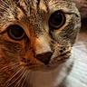 animal, cat, close_up, curious, cute, domestic, eyes, face, feline, floor, fur, indoor, looking, mammal, pet, portrait, soft_light, tabby, warm_tone, whiskers