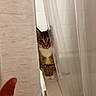Loki joined the competition — help win amazing prizes! animal, bathroom, blur, cat, curious, curtain, feline, fur, hand, hide_and_seek, indoor, paw, peek, pet, shower_curtain, tabby_cat, tile_wall, translucent, whiskers, white_paws