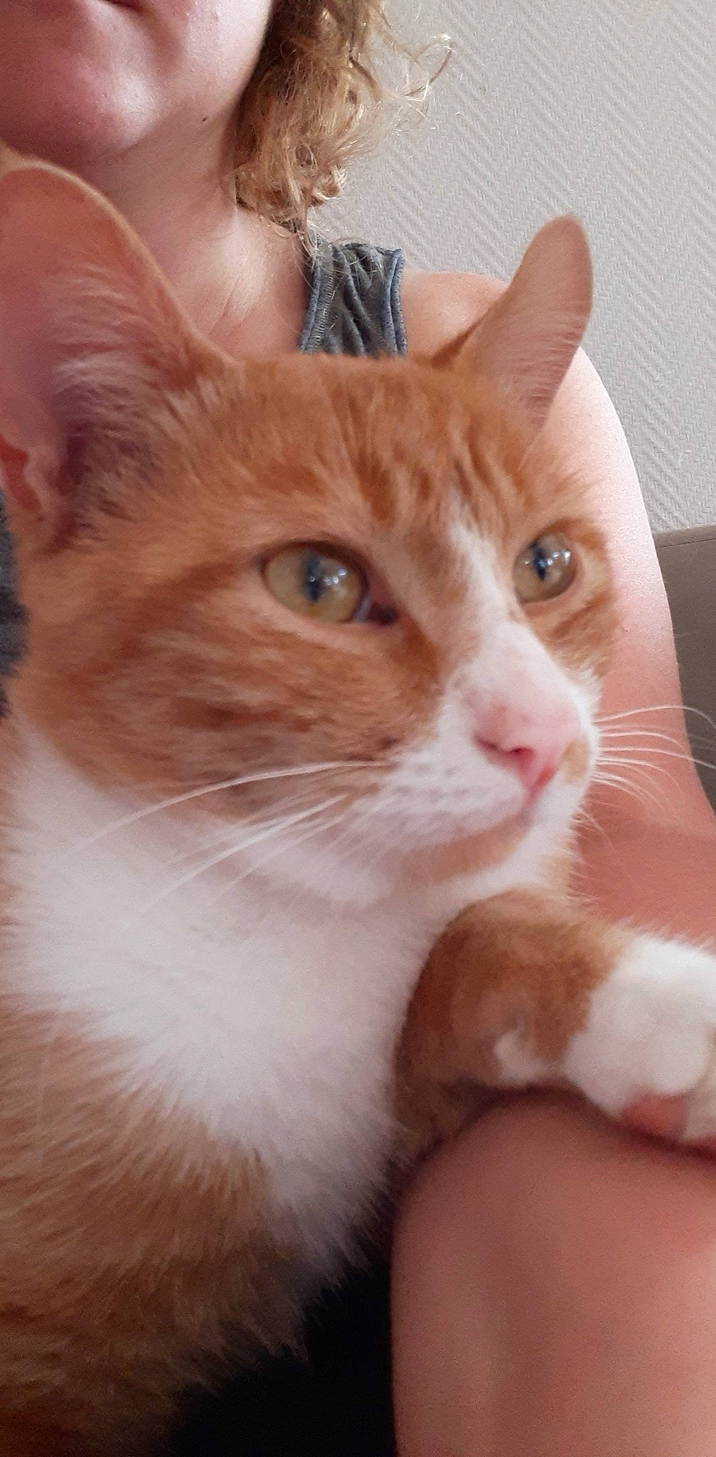 Flash a rejoint le concours — aidez-le/la à gagner de superbes lots ! carnivore, cat, claw, domestic_short_haired_cat, ear, fawn, felidae, fur, gesture, paw, sitting, small_to_medium_sized_cats, snout, tail, whiskers, window