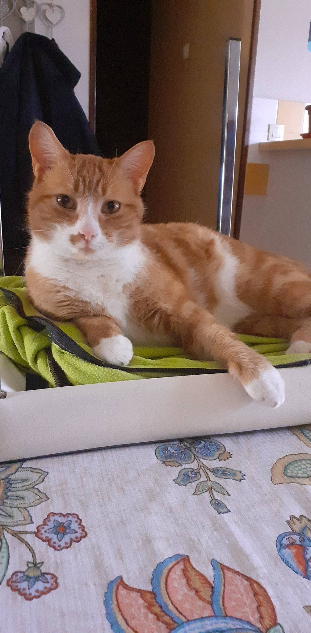 Flash a rejoint le concours — aidez-le/la à gagner de superbes lots ! carnivore, cat, cat_supply, comfort, domestic_short_haired_cat, fawn, felidae, fur, linens, paw, pet_supply, plate, rectangle, serveware, sitting, small_to_medium_sized_cats, snout, tail, whiskers, window