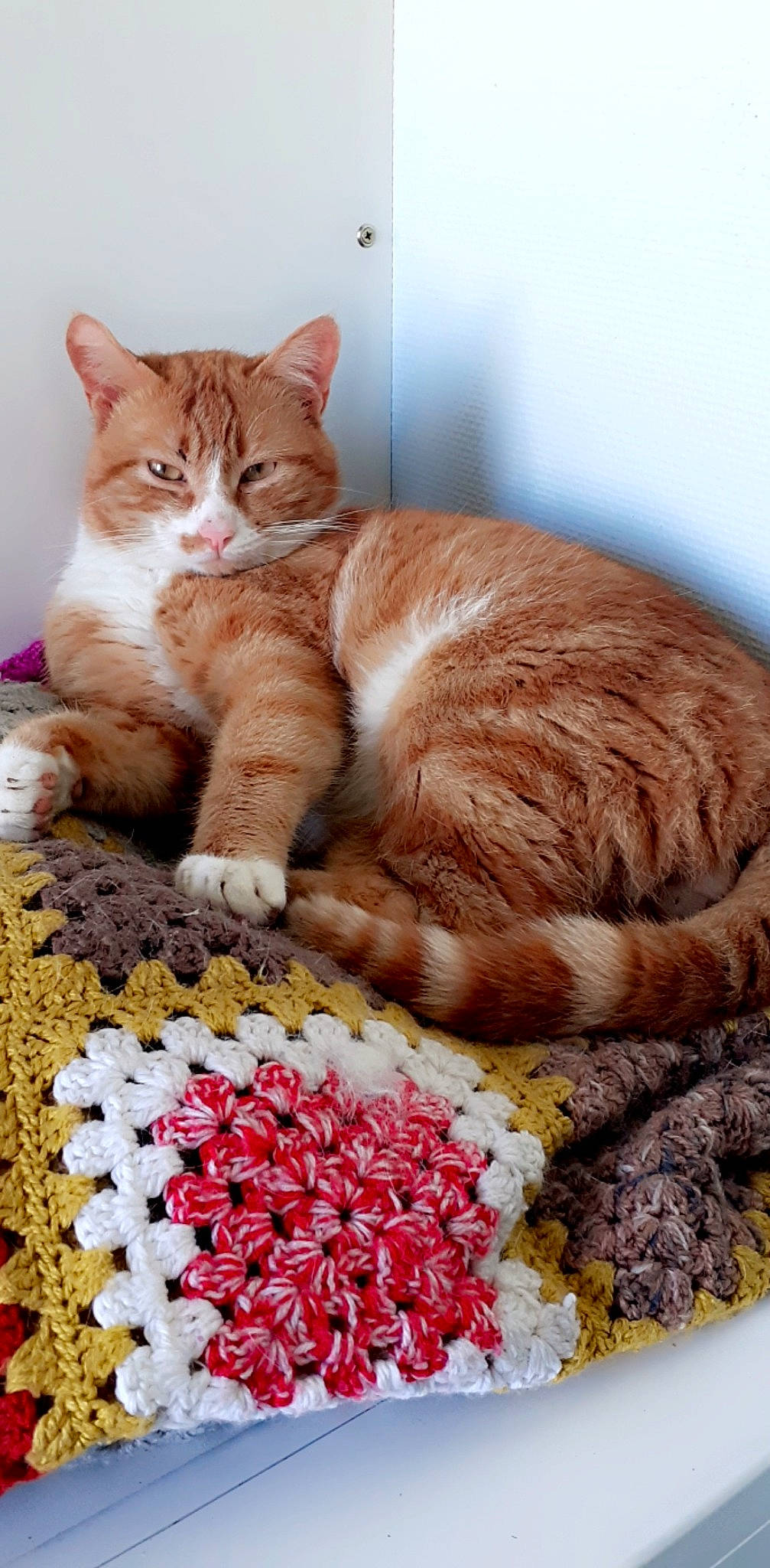 Flash participe au concours pour gagner de l'argent avec cette photo : carnivore, cat, cat_supply, comfort, doily, domestic_short_haired_cat, fawn, felidae, fruit, fur, ingredient, linens, paw, pet_supply, petal, plant, ricebean, small_to_medium_sized_cats, tail, whiskers