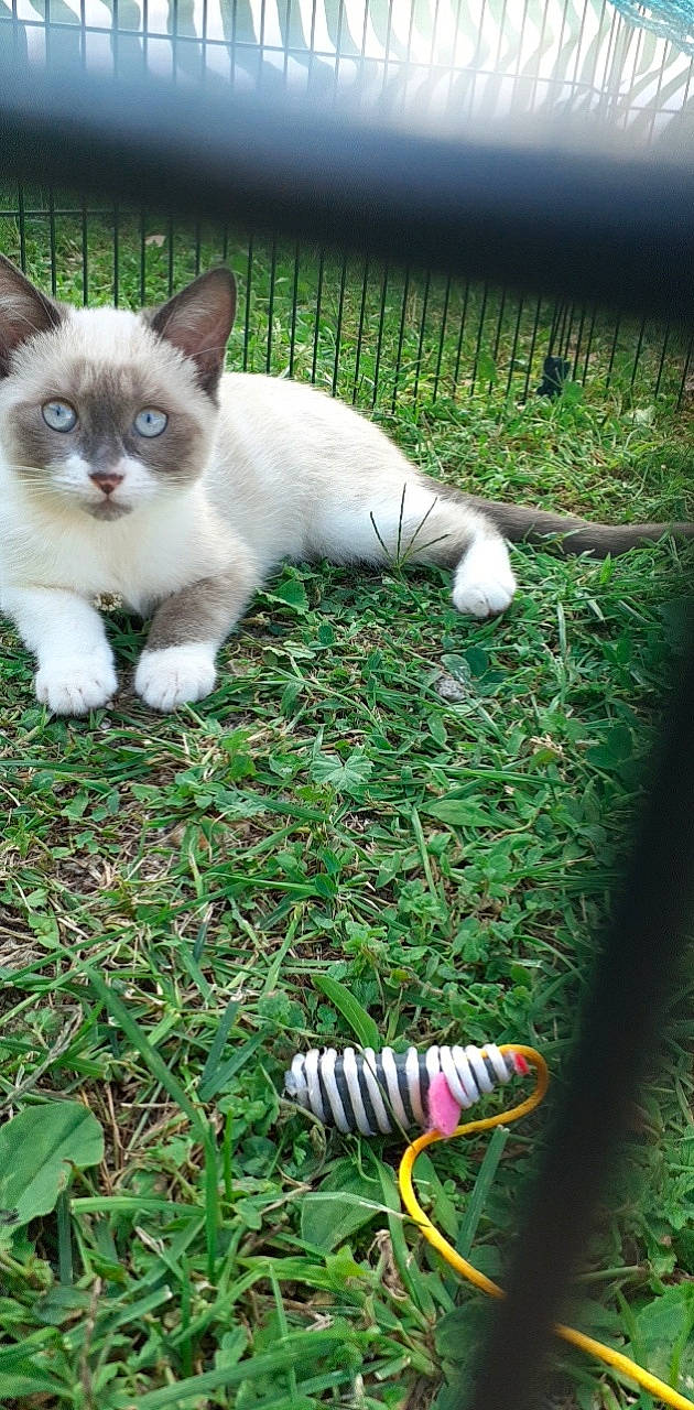 Pepper a rejoint le concours — aidez-le/la à gagner de superbes lots ! carnivore, cat, domestic_short_haired_cat, fawn, felidae, fur, grass, grass_family, green, groundcover, lawn, organism, plant, small_to_medium_sized_cats, snapshot, tail, toy, vertebrate, whiskers, white