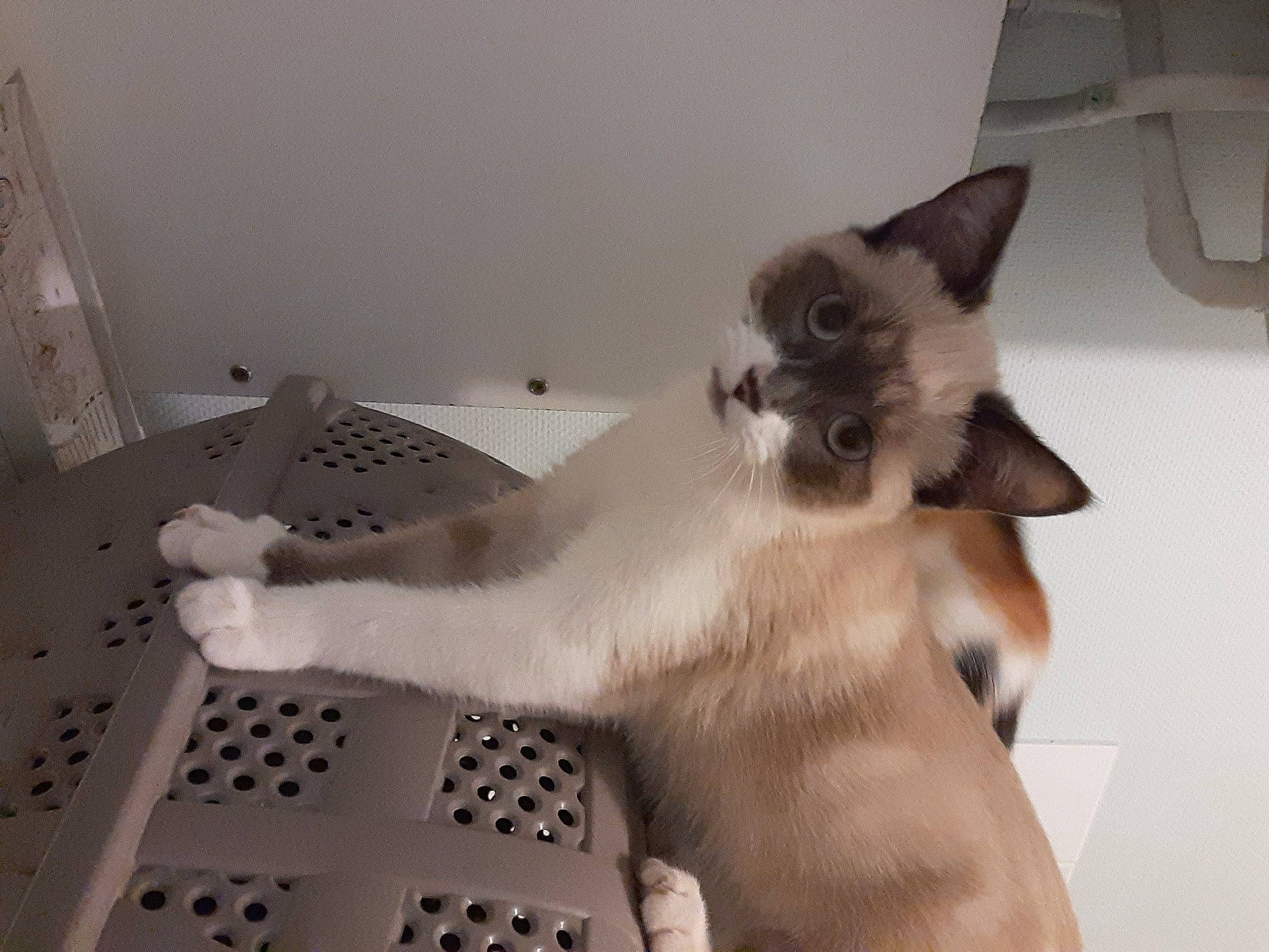 Pepper participe au concours pour gagner de l'argent avec cette photo : balinese, carnivore, cat, claw, comfort, companion_dog, domestic_short_haired_cat, fawn, felidae, flooring, fur, paw, siamese, small_to_medium_sized_cats, snout, tail, thai, tonkinese, whiskers