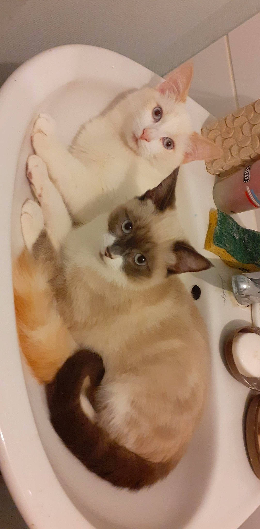 Pepper a rejoint le concours — aidez-le/la à gagner de superbes lots ! carnivore, cat, domestic_short_haired_cat, eyelash, fawn, felidae, fur, mammal, paw, pet_supply, photo_caption, siamese, small_to_medium_sized_cats, snout, tail, thai, vertebrate, whiskers