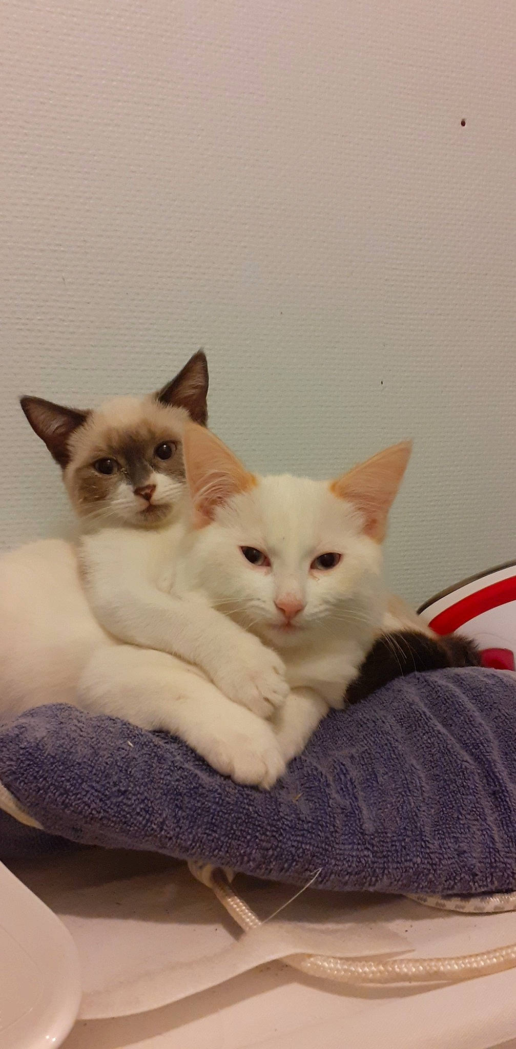 Pepper participe au concours pour gagner de l'argent avec cette photo : carnivore, cat, cat_supply, comfort, domestic_short_haired_cat, fawn, felidae, fur, paw, pet_supply, siamese, small_to_medium_sized_cats, snout, tail, whiskers