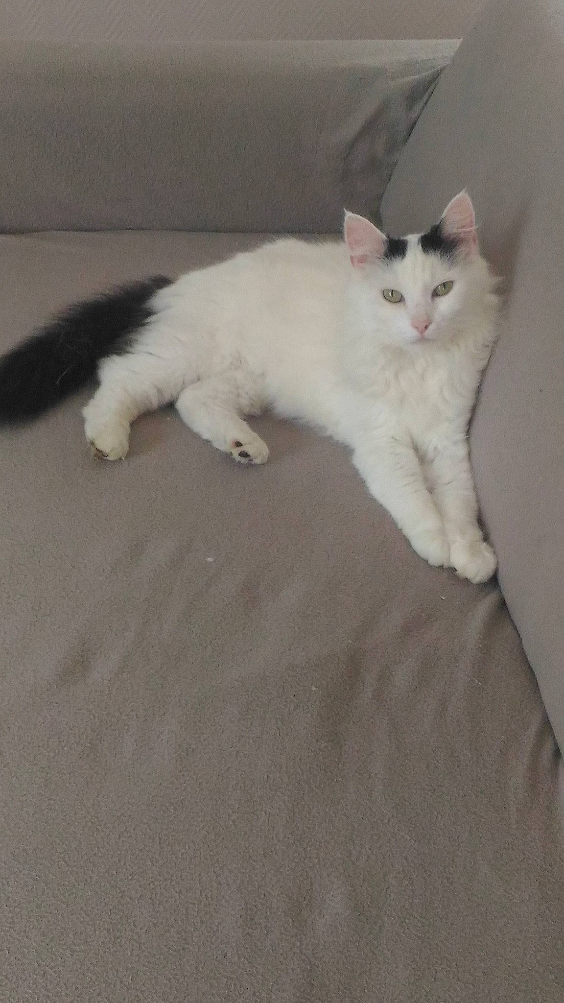 Filou participe au concours pour gagner de l'argent avec cette photo : aegean_cat, burmilla, carnivore, cat, domestic_short_haired_cat, felidae, fur, kitten, mammal, ojos_azules, paw, persian, polydactyl_cat, ragdoll, small_to_medium_sized_cats, tail, turkish_angora, turkish_van, vertebrate, whiskers