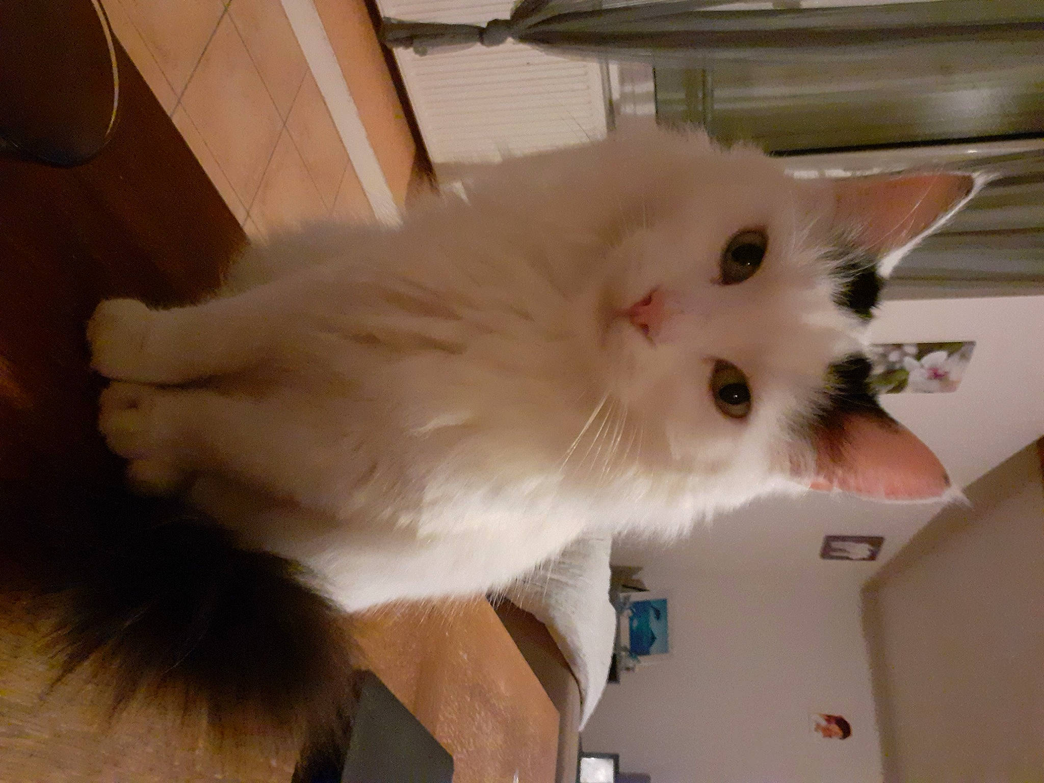 Filou a rejoint le concours — aidez-le/la à gagner de superbes lots ! carnivore, cat, domestic_long_haired_cat, ear, fawn, felidae, fur, khao_manee, kitten, mammal, napoleon_cat, norwegian_forest_cat, persian, ragamuffin, ragdoll, small_to_medium_sized_cats, tail, turkish_angora, turkish_van, whiskers