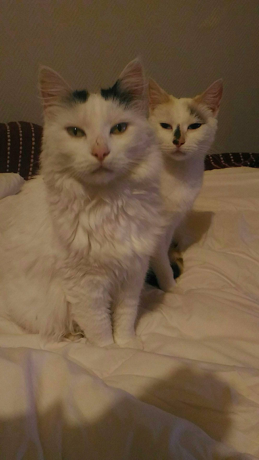 Filou participe au concours pour gagner de l'argent avec cette photo : carnivore, cat, claw, comfort, domestic_short_haired_cat, felidae, fur, paw, small_to_medium_sized_cats, snout, tail, terrestrial_animal, whiskers, window