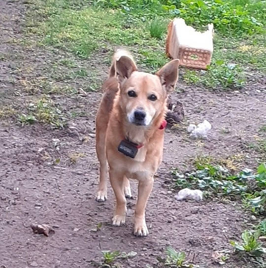 Balou participe au concours pour gagner de l'argent avec cette photo : australian_cattle_dog, canaan_dog, canidae, carnivore, carolina_dog, companion_dog, corgi_chihuahua, cretan_hound, dingo, dog, dog_breed, fawn, feist, mammal, new_guinea_singing_dog, pariah_dog, rare_breed_dog, street_dog, vertebrate, working_dog