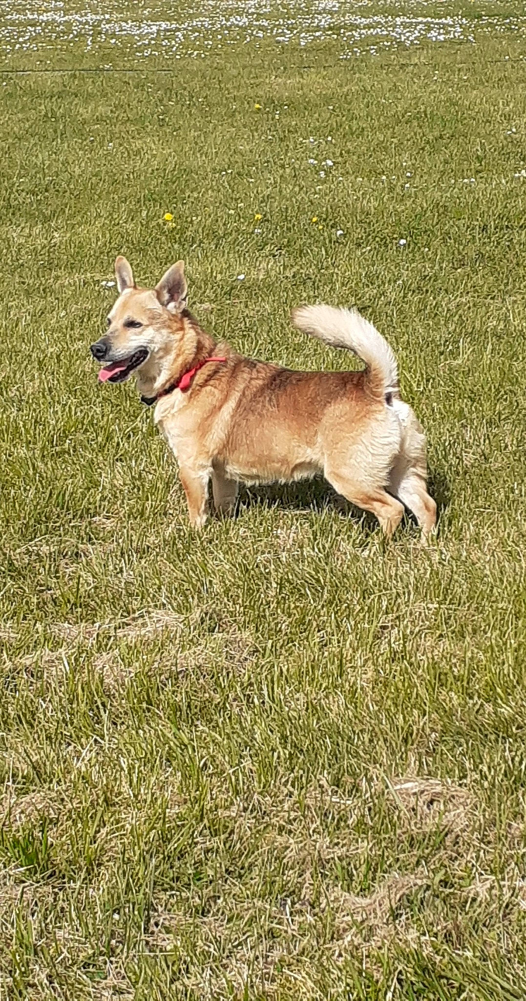 Balou participe au concours pour gagner de l'argent avec cette photo : canidae, carnivore, collar, companion_dog, dog, dog_breed, dog_supply, fashion_accessory, fawn, grass, grassland, leash, pet_supply, plant, snout, sporting_group, tail, terrestrial_animal, working_animal, working_dog