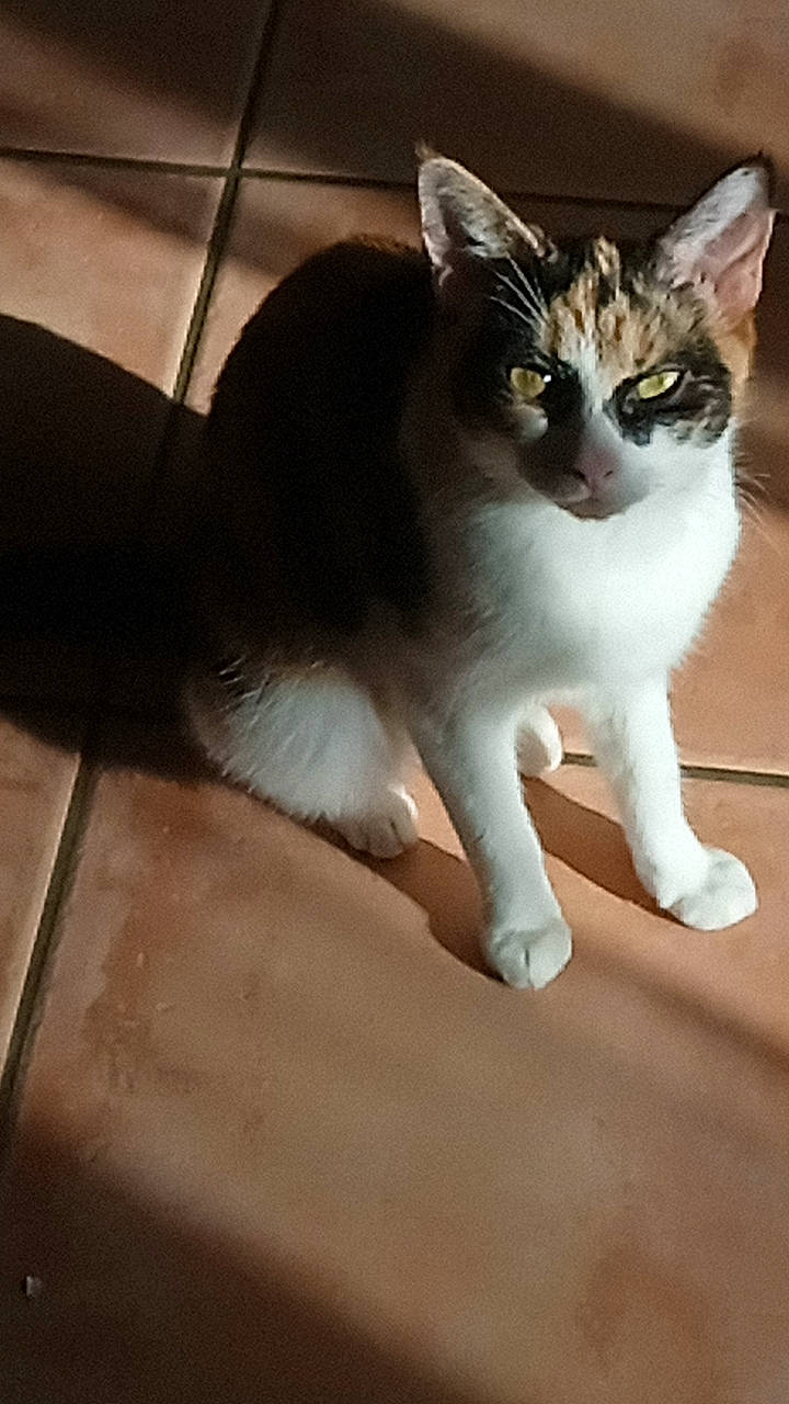 Rose participe au concours pour gagner de l'argent avec cette photo : carnivore, cat, claw, comfort, domestic_short_haired_cat, felidae, flooring, foot, fur, paw, sitting, small_to_medium_sized_cats, snout, tail, terrestrial_animal, whiskers, wood