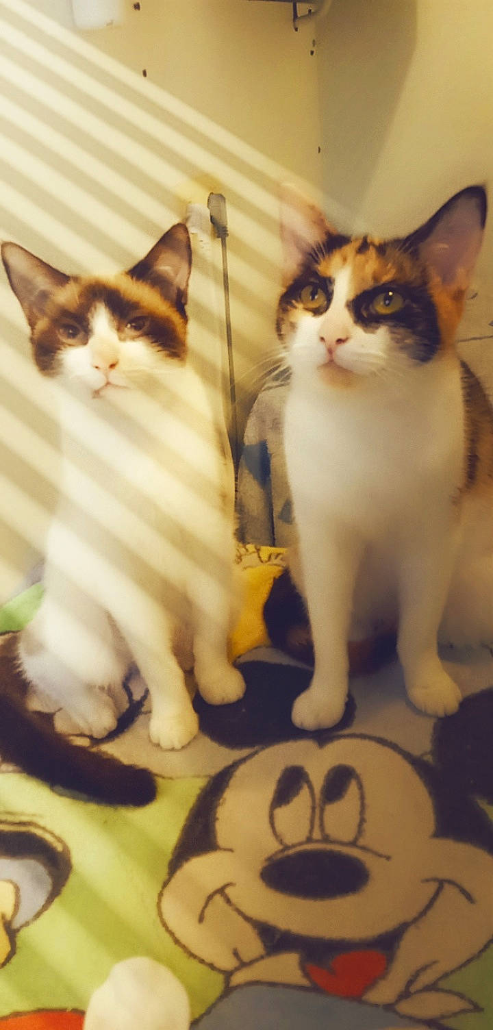 Rose a rejoint le concours — aidez-le/la à gagner de superbes lots ! carnivore, cat, domestic_short_haired_cat, fawn, felidae, flooring, fur, paw, small_to_medium_sized_cats, snout, tail, terrestrial_animal, whiskers