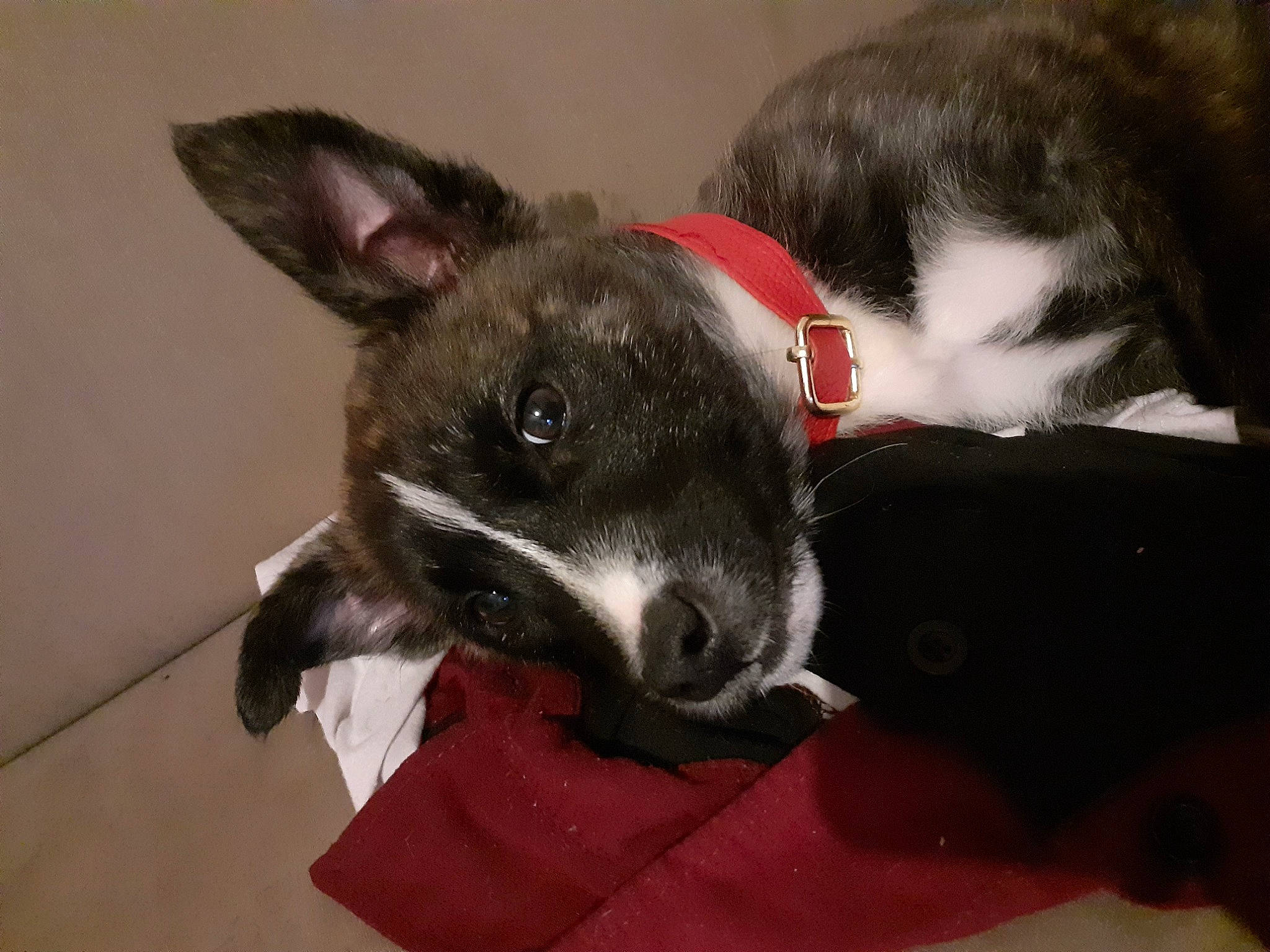 Rox a rejoint le concours — aidez-le/la à gagner de superbes lots ! canidae, carmine, carnivore, collar, comfort, companion_dog, dog, dog_breed, dog_collar, dog_supply, ear, fawn, fur, grey, non_sporting_group, paw, snout, sporting_group, whiskers, working_animal