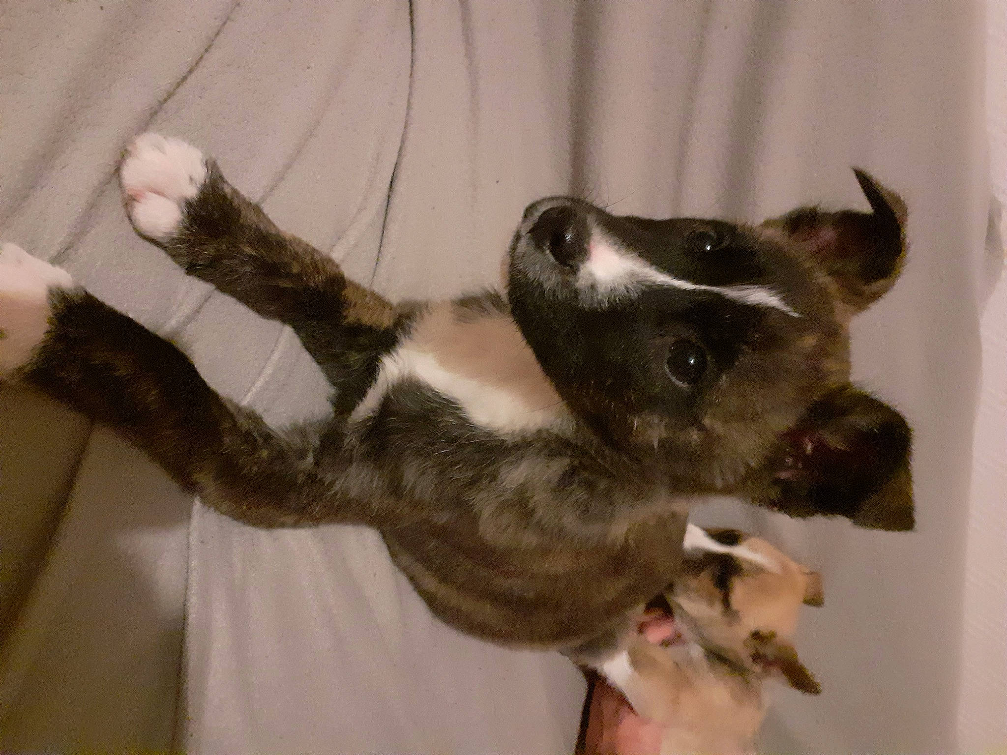 Rox a rejoint le concours — aidez-le/la à gagner de superbes lots ! canidae, carnivore, claw, companion_dog, dog, dog_breed, fawn, felidae, fur, non_sporting_group, paw, small_to_medium_sized_cats, snout, sporting_group, tail, whiskers, working_animal