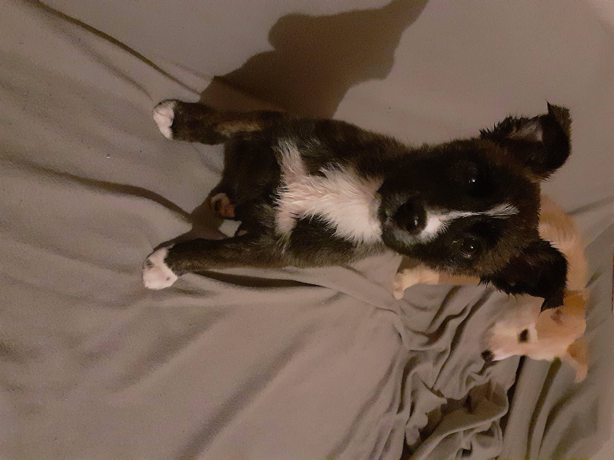 Rox a rejoint le concours — aidez-le/la à gagner de superbes lots ! canidae, carnivore, claw, comfort, companion_dog, dog_breed, domestic_short_haired_cat, felidae, fur, hardwood, linens, paw, small_to_medium_sized_cats, sporting_group, tail, terrestrial_animal, vampire_bat, whiskers, wood