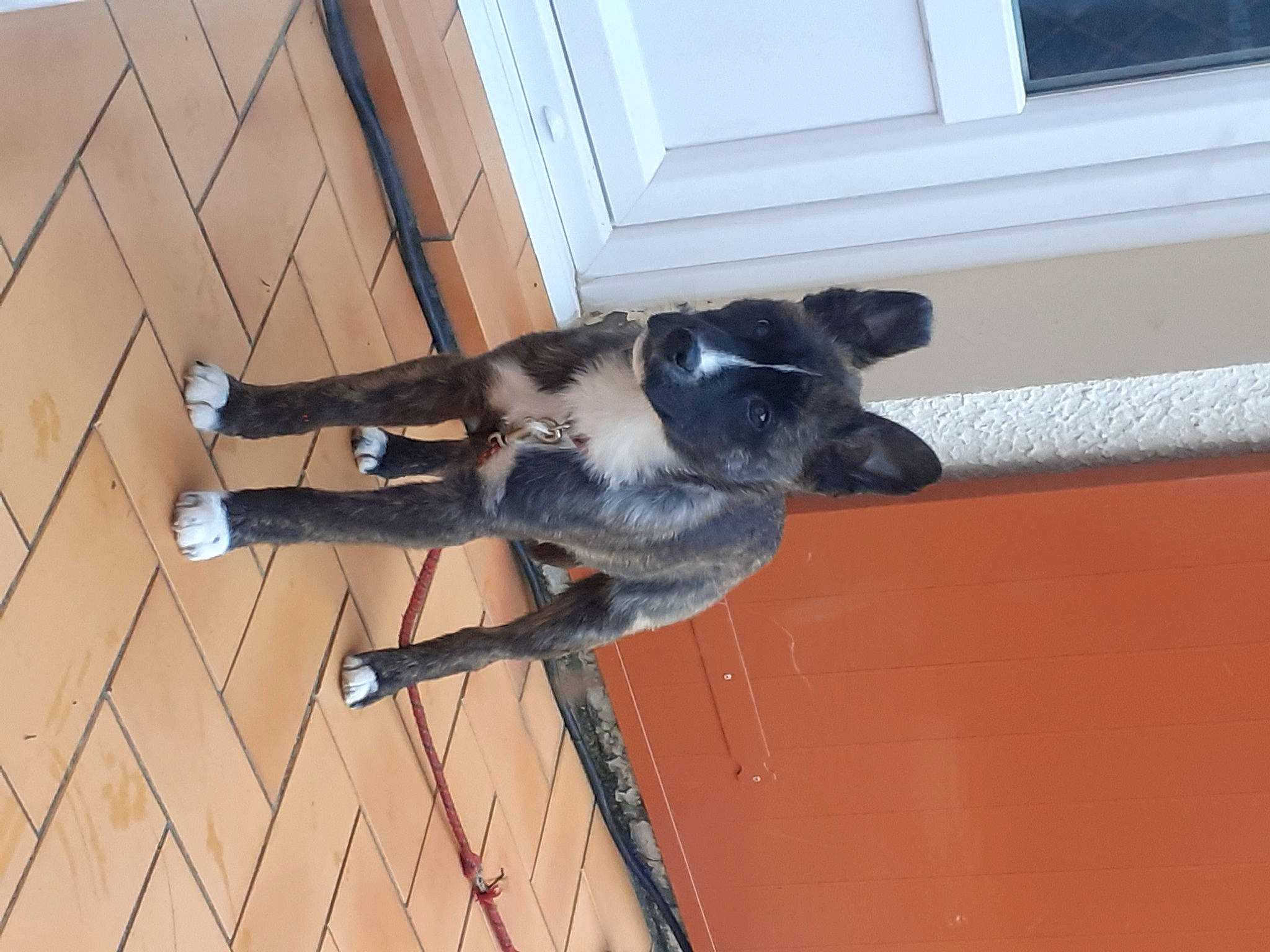 Rox participe au concours pour gagner de l'argent avec cette photo : canidae, carnivore, collar, companion_dog, composite_material, dog, dog_breed, dog_supply, flooring, fur, hardwood, pet_supply, tail, wood, working_animal, working_dog