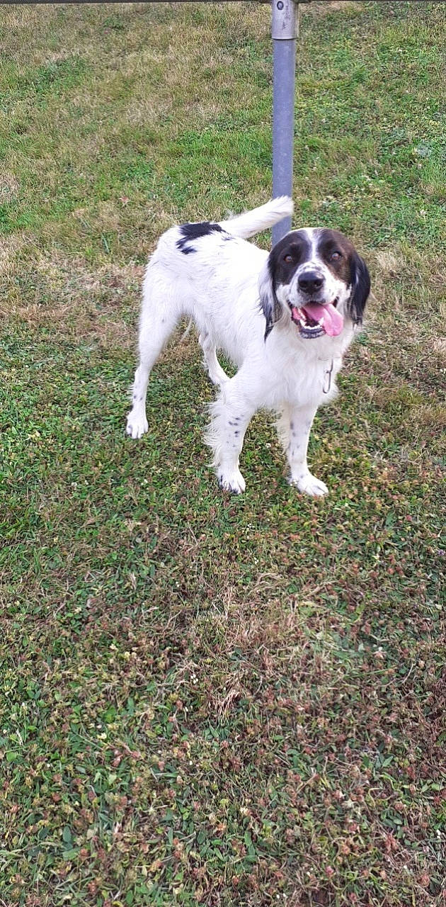 Gribouille a rejoint le concours — aidez-le/la à gagner de superbes lots ! canidae, carnivore, companion_dog, dog, dog_breed, grass, gun_dog, herbaceous_plant, plant, soil, sporting_group, tail, tire, working_dog