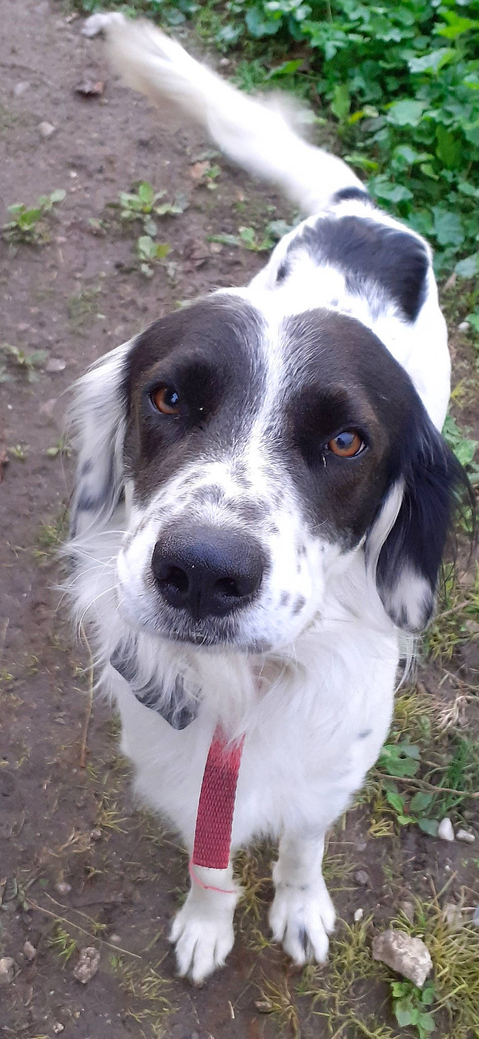 Gribouille participe au concours pour gagner de l'argent avec cette photo : braque_dauvergne, canidae, carnivore, companion_dog, dog, dog_breed, drentse_patrijshond, english_setter, french_spaniel, large_munsterlander, mammal, rare_breed_dog, russian_spaniel, setter, small_munsterlander, snout, spaniel, sporting_group, stabyhoun, vertebrate