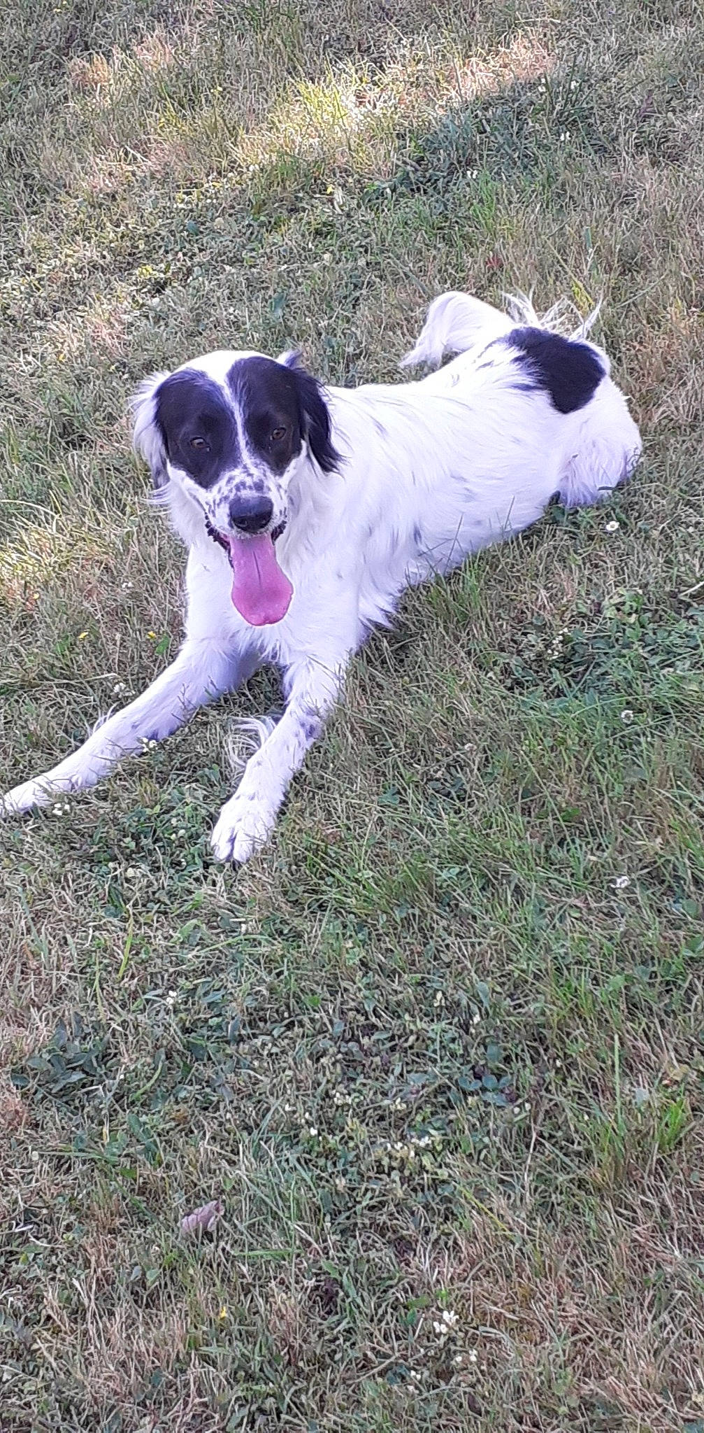 Gribouille participe au concours pour gagner de l'argent avec cette photo : canidae, carnivore, collar, companion_dog, dog, dog_breed, grass, gun_dog, plant, soil, sporting_group, tail, working_dog