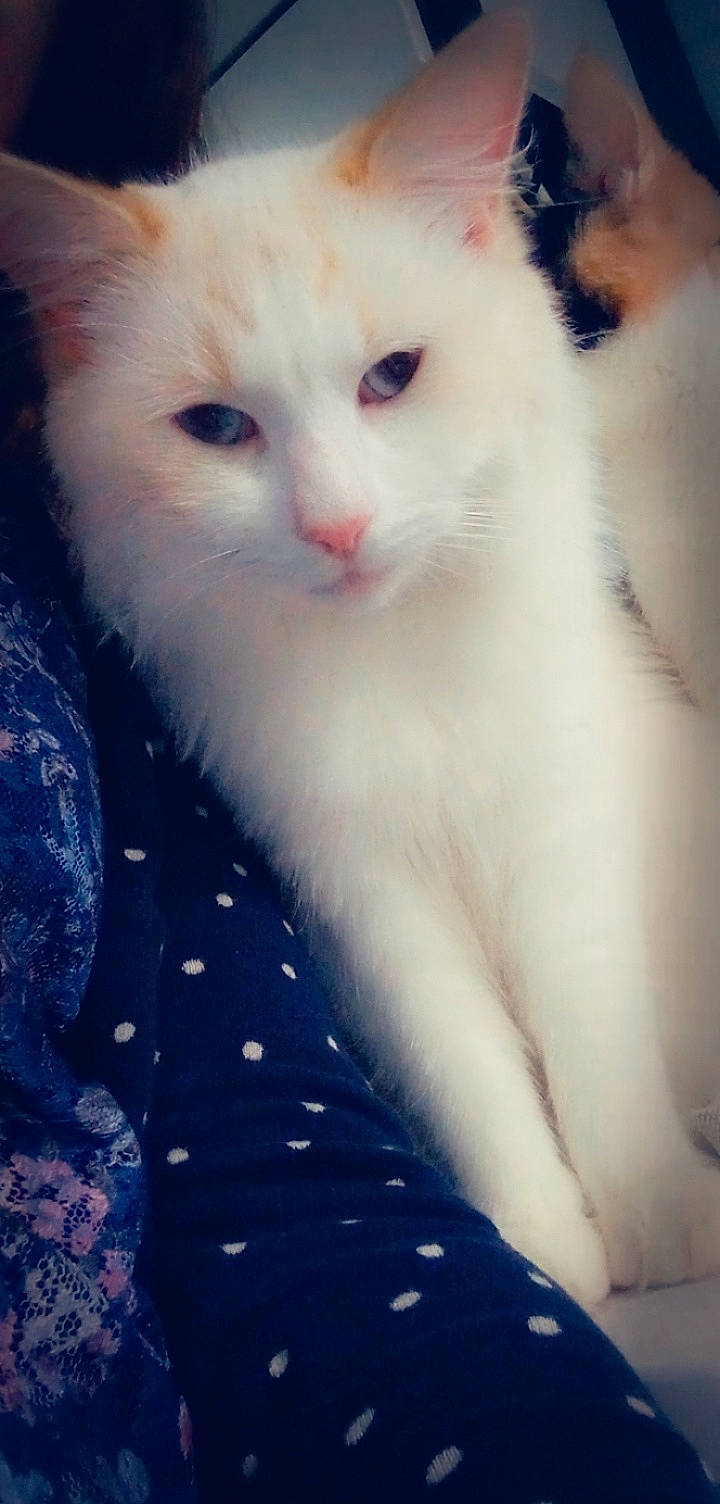 Flocon participe au concours pour gagner de l'argent avec cette photo : carnivore, cat, claw, comfort, domestic_short_haired_cat, electric_blue, felidae, fur, pattern, paw, small_to_medium_sized_cats, snout, tail, terrestrial_animal, whiskers, window