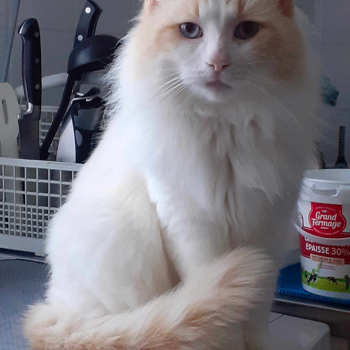 Flocon a rejoint le concours — aidez-le/la à gagner de superbes lots ! angora, animal, beverage, can, cat, chair, computer, cup, dairy, device, electronics, food, furniture, kitten, laptop, manx, pc, pet, siamese, tin