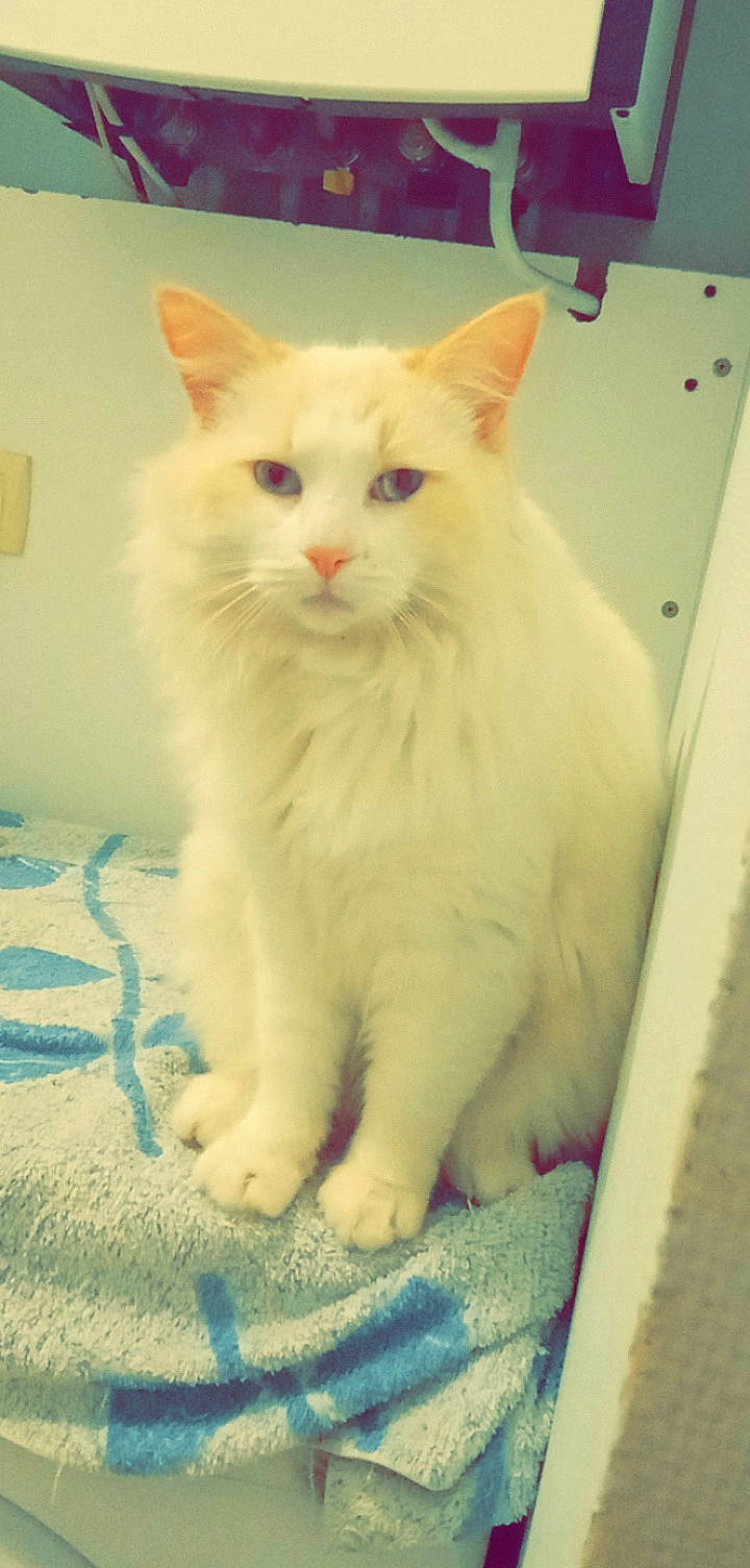 Flocon a rejoint le concours — aidez-le/la à gagner de superbes lots ! blue, carnivore, cat, claw, domestic_short_haired_cat, felidae, fur, iris, paw, small_to_medium_sized_cats, snout, tail, whiskers