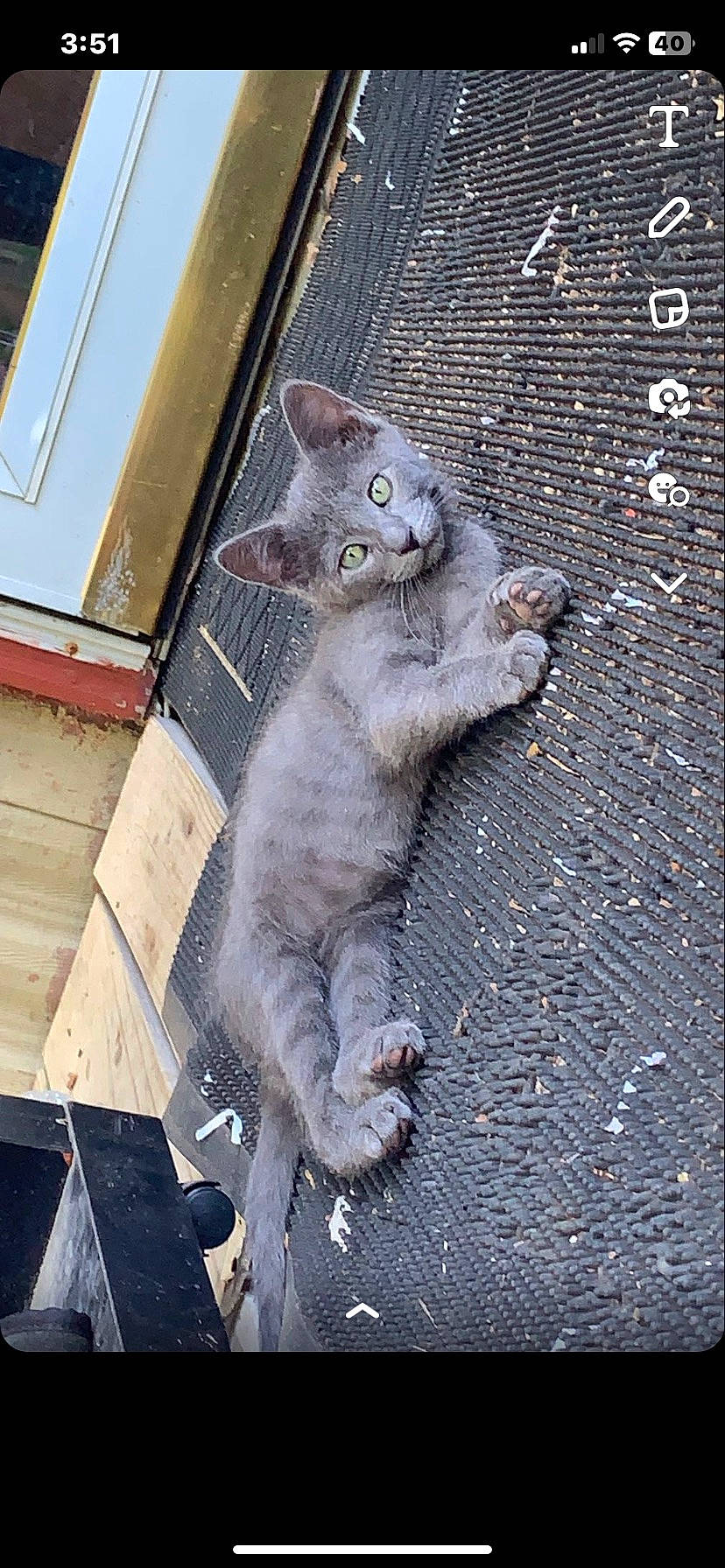 Gray joined the competition — help win amazing prizes! carnivore, cat, claw, concrete, curious, domestic_short_haired_cat, felidae, fur, grey, paw, road_surface, russian_blue, sitting, small_to_medium_sized_cats, snout, tail, terrestrial_animal, whiskers, window