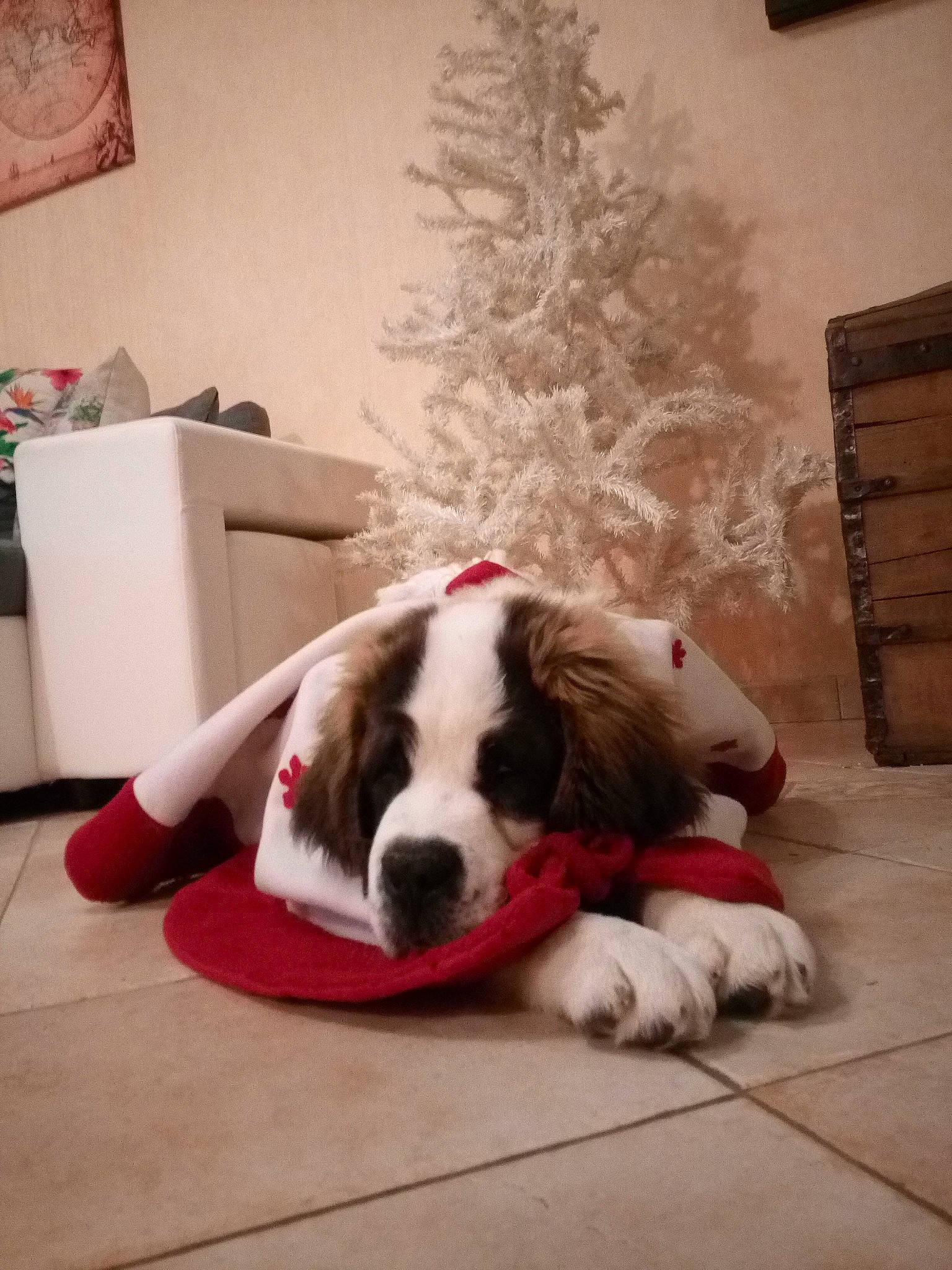 Pandore participe au concours pour gagner de l'argent avec cette photo : canidae, carnivore, christmas, companion_dog, dog, dog_breed, english_springer_spaniel, fawn, guard_dog, mammal, moscow_watchdog, pit_bull, pyrenean_mastiff, snout, sporting_group, st_bernard, vertebrate, working_dog