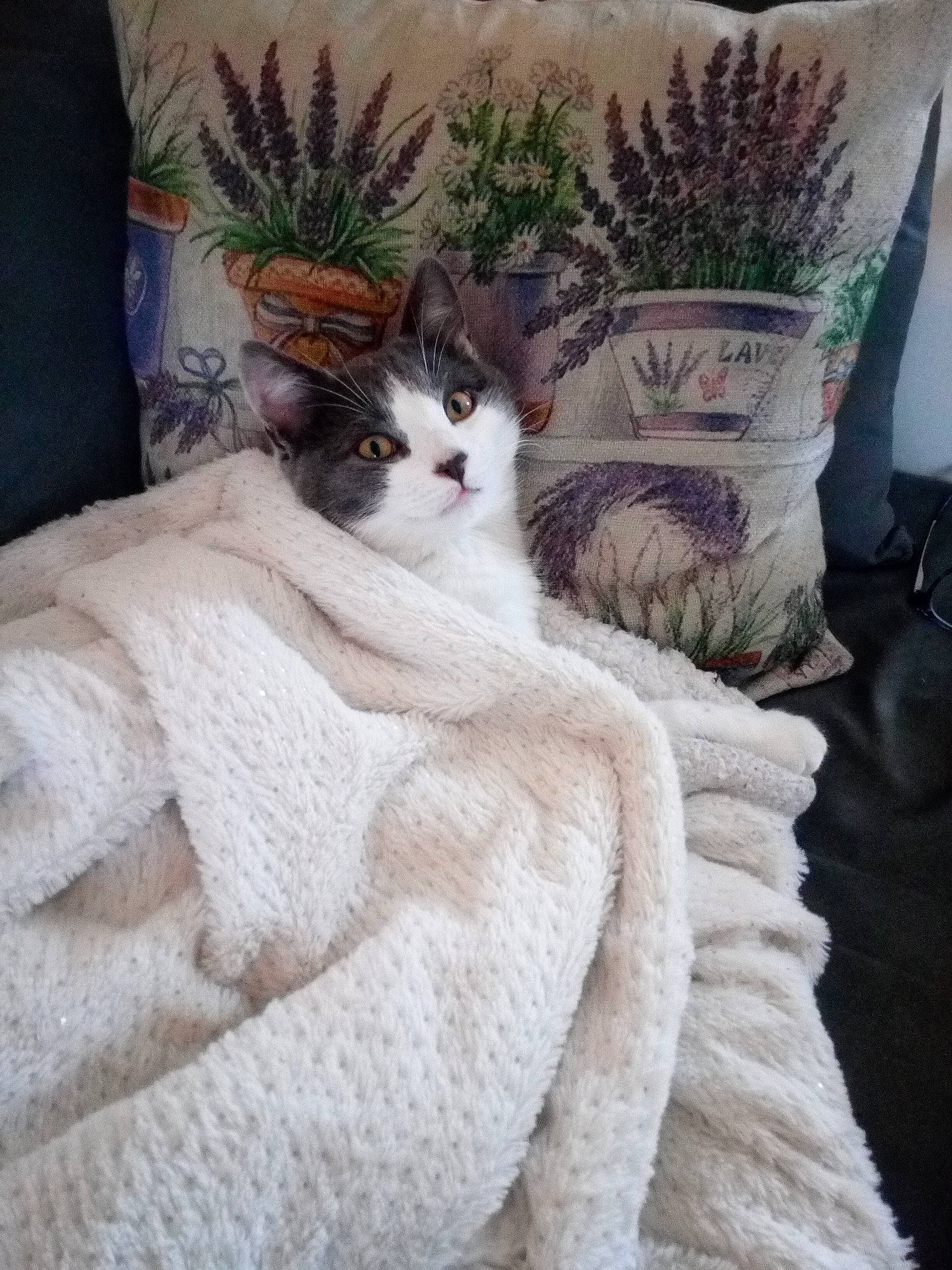 Arya