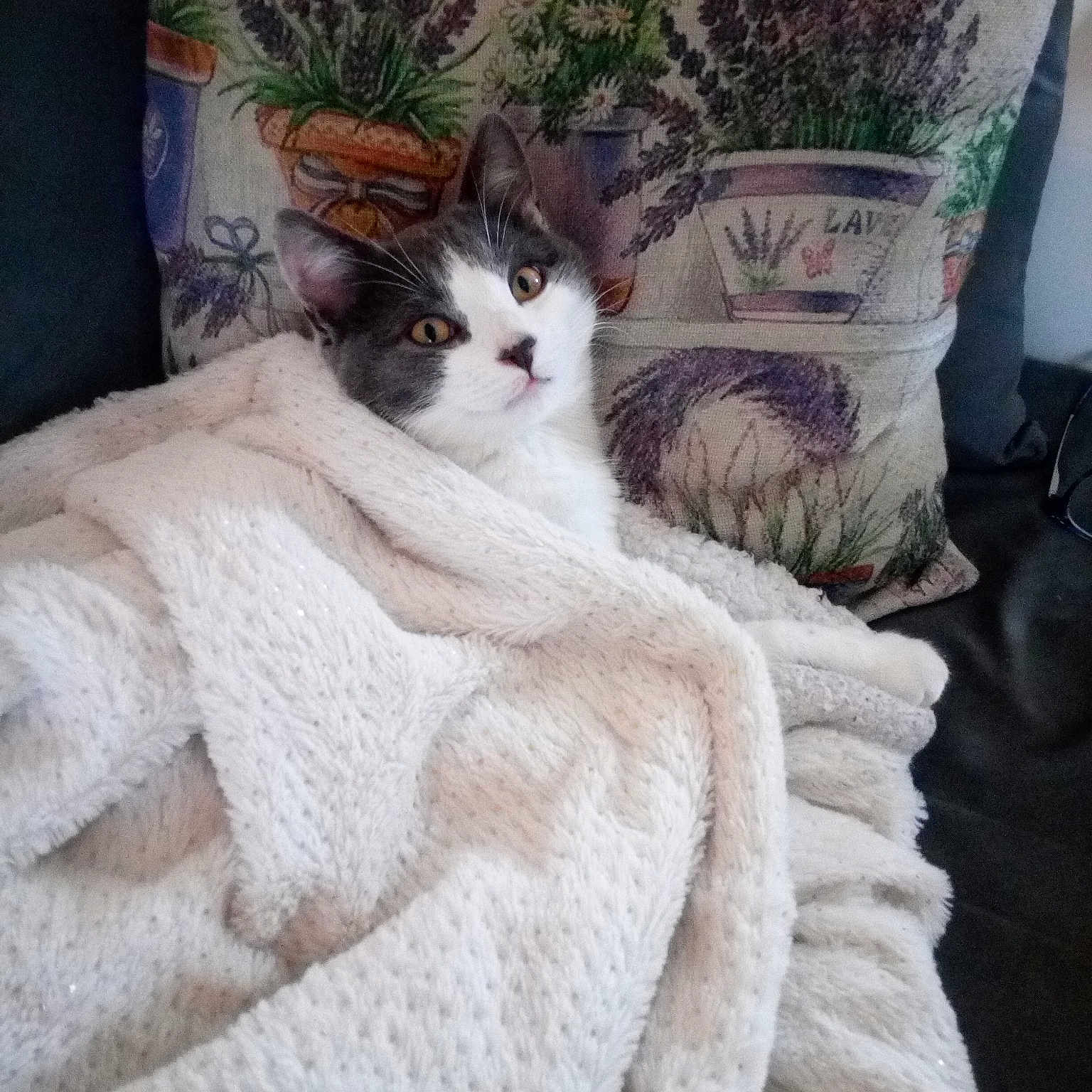 Arya