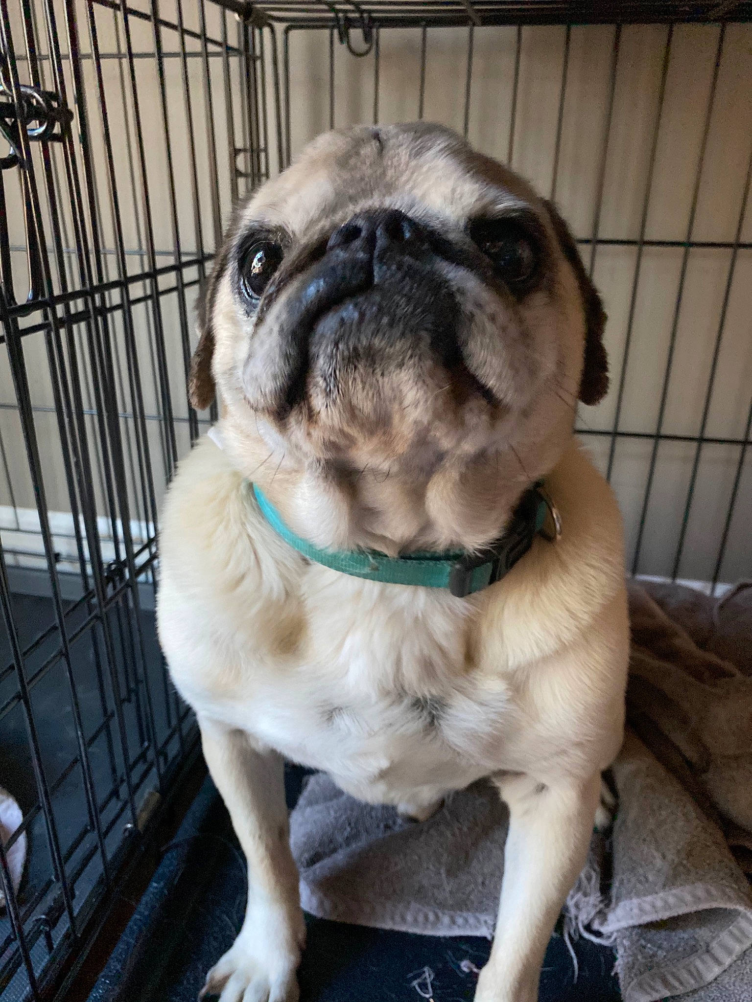 Charlie joined the competition — help win amazing prizes! ancient_dog_breeds, canidae, carnivore, companion_dog, dog, dog_breed, fawn, mammal, non_sporting_group, pug, puppy, puppy_love, skin, snout, sporting_group, toy_dog, vertebrate, wrinkle