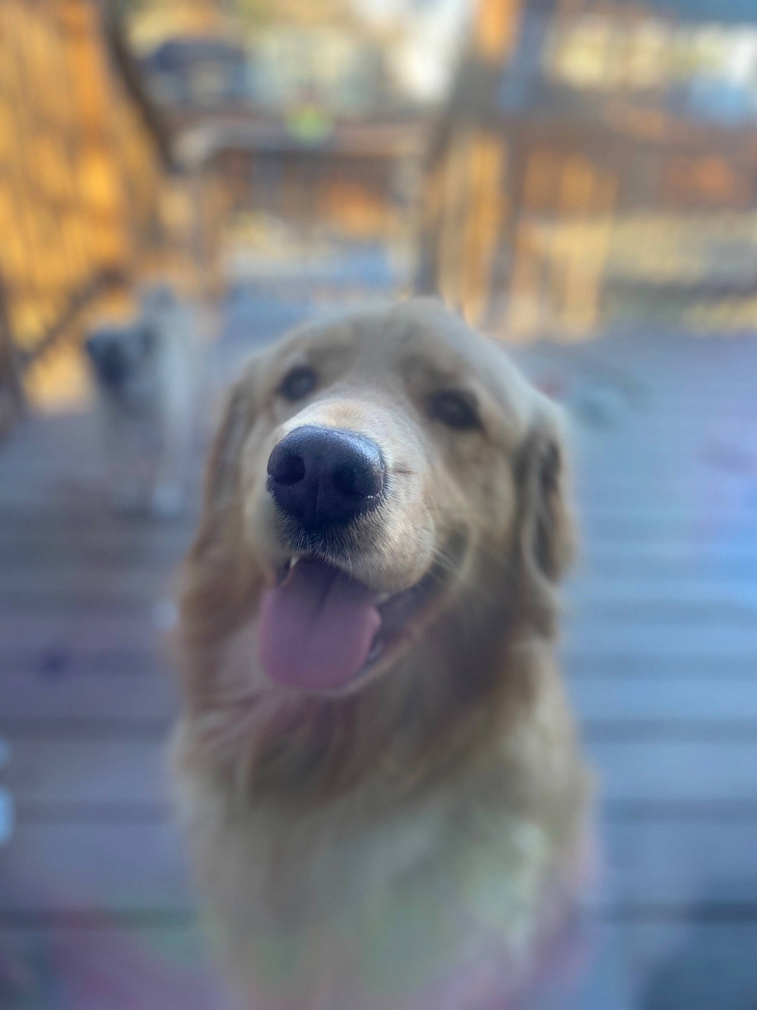 Piper is registered to the contest to win money with this photo: canidae, carnivore, companion_dog, dog, dog_breed, fawn, golden_retriever, mammal, nose, retriever, snout, sporting_group, street_dog, vertebrate