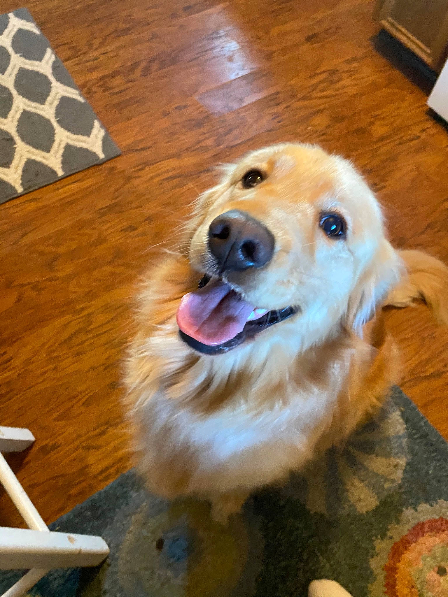 Piper joined the competition — help win amazing prizes! canidae, carnivore, companion_dog, dog, dog_breed, fawn, golden_retriever, mammal, retriever, snout, sporting_group, vertebrate, whiskers