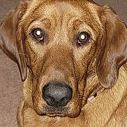 Penny is registered to the contest to win money with this photo: dog, brown_dog, close_up, pet, animal, fur, ears, nose, face, portrait, indoor, carpet, looking_at_camera, canine, mammal, domestic_animal, cute, friendly, companion, alert