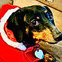 Keziah joined the competition — help win amazing prizes! dog, dachshund, pet, animal, costume, holiday, santa_outfit, red_clothing, white_fur_trim, indoor, couch, fur, paw, collar, tag, looking, closeup, cute, brown, black