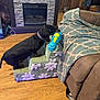 Keziah joined the competition — help win amazing prizes! dog, dachshund, toy, pet_stairs, fireplace, wood_floor, blanket, recliner, living_room, furniture, indoor, black_dog, carpet, flooring, pet_toy, home_interior, cozy, playful, animal, canine