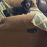 Keziah joined the competition — help win amazing prizes! dog, dachshund, recliner, blanket, indoor, pet, brown, furniture, cozy, relaxed, curious, canine, collar, animal, home, seat, comfort, living_room, domestic, companion