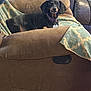 dog, dachshund, recliner, blanket, indoor, pet, brown, furniture, cozy, relaxed, curious, canine, collar, animal, home, seat, comfort, living_room, domestic, companion