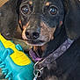dog, dachshund, pet, close_up, collar, toy, rubber_toy, indoor, brown, black, animal, cute, face, ears, nose, eyes, playful, domestic_animal, portrait, companion