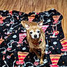 Demon joined the competition — help win amazing prizes! dog, small_dog, tan_dog, collar, blanket, patterned_blanket, skeleton_pattern, wooden_floor, indoor, pet, animal, cute, standing, looking_up, fur, ears, eyes, floor, colorful, red_collar