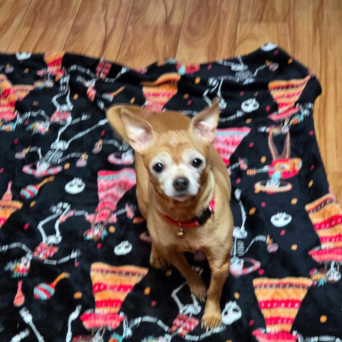 Demon joined the competition — help win amazing prizes! dog, small_dog, tan_dog, collar, blanket, patterned_blanket, skeleton_pattern, wooden_floor, indoor, pet, animal, cute, standing, looking_up, fur, ears, eyes, floor, colorful, red_collar