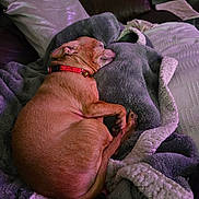 Demon is registered to the contest to win money with this photo: dog, sleeping, blanket, cozy, indoor, pet, fur, relaxing, couch, home, red_collar, small_dog, resting, comfort, domestic_animal, nap, brown_dog, plush, furniture, quiet