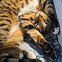 animal, blanket, cat, closeup, cozy, cute, fur, indoor, nap, paws, pet, relaxed, sleeping, soft, stretching, striped, sunlight, tabby, tail, whiskers