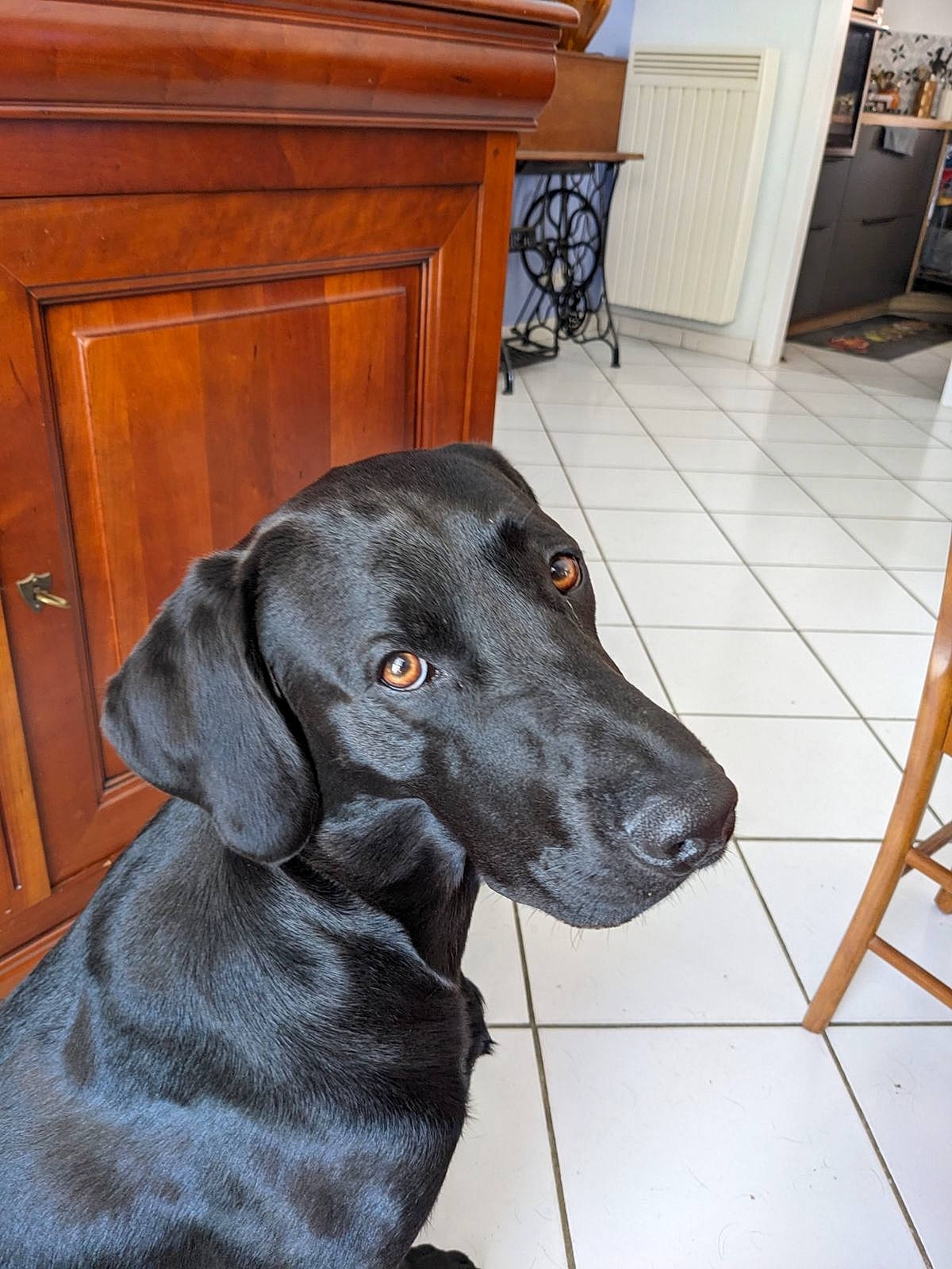 Titou participe au concours pour gagner de l'argent avec cette photo : cabinetry, carnivore, chair, collar, companion_dog, dog, dog_breed, dog_collar, dog_supply, floor, flooring, gun_dog, hardwood, liver, snout, varnish, whiskers, wood, wood_stain, working_animal