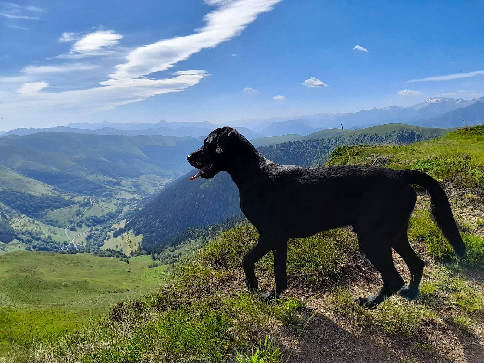 Titou participe au concours pour gagner de l'argent avec cette photo : carnivore, cloud, cumulus, dog, dog_breed, grass, grassland, hill, landscape, mountain, mountain_range, natural_landscape, pasture, plant, sky, sporting_group, tail, terrestrial_animal, wildlife, working_animal