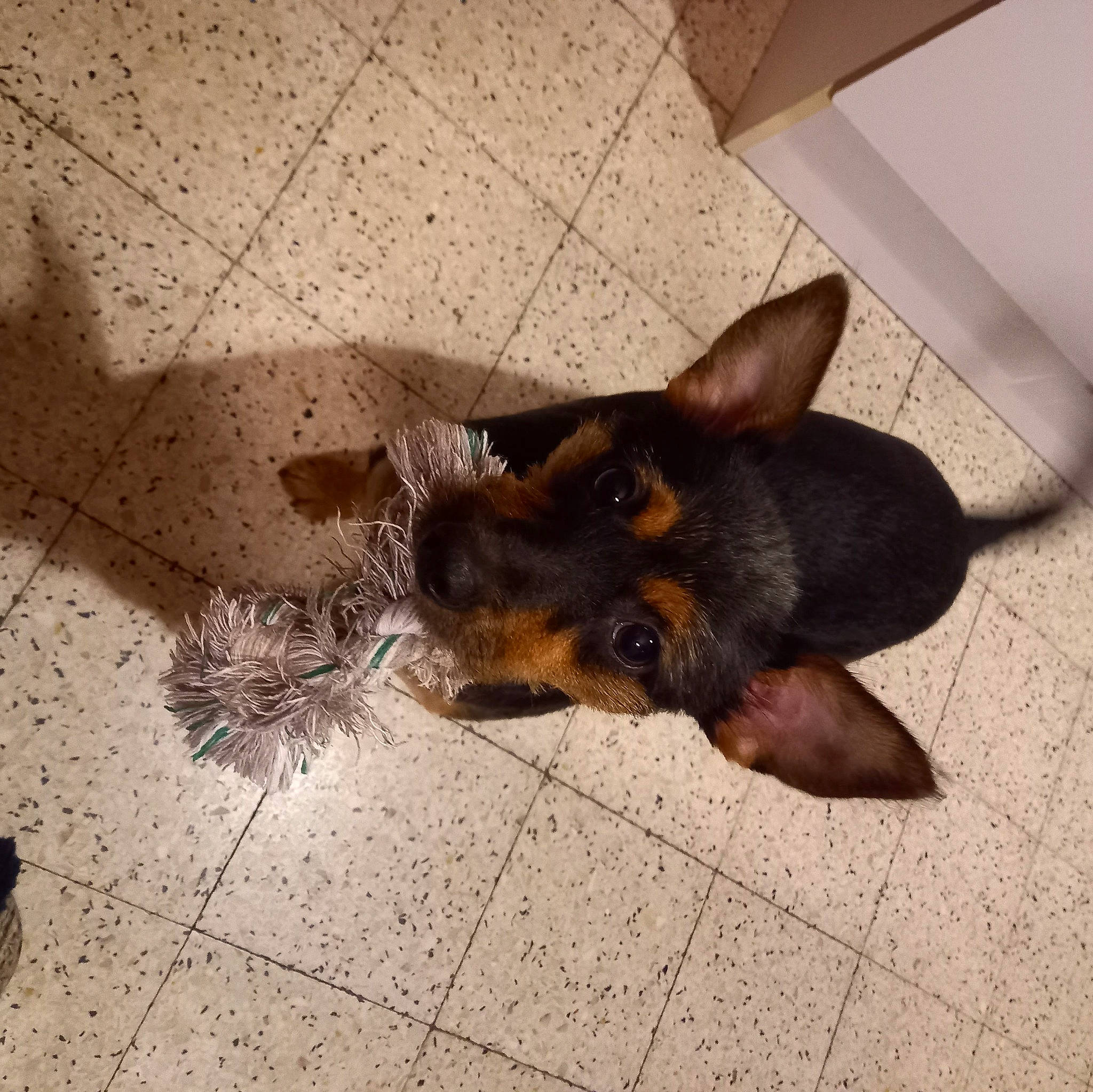 Lasko participe au concours pour gagner de l'argent avec cette photo : canidae, carnivore, companion_dog, dog, dog_breed, fawn, floor, flooring, fur, liver, mammal, metal, paw, road_surface, sporting_group, tail, terrestrial_animal, tints_and_shades, wood, working_animal