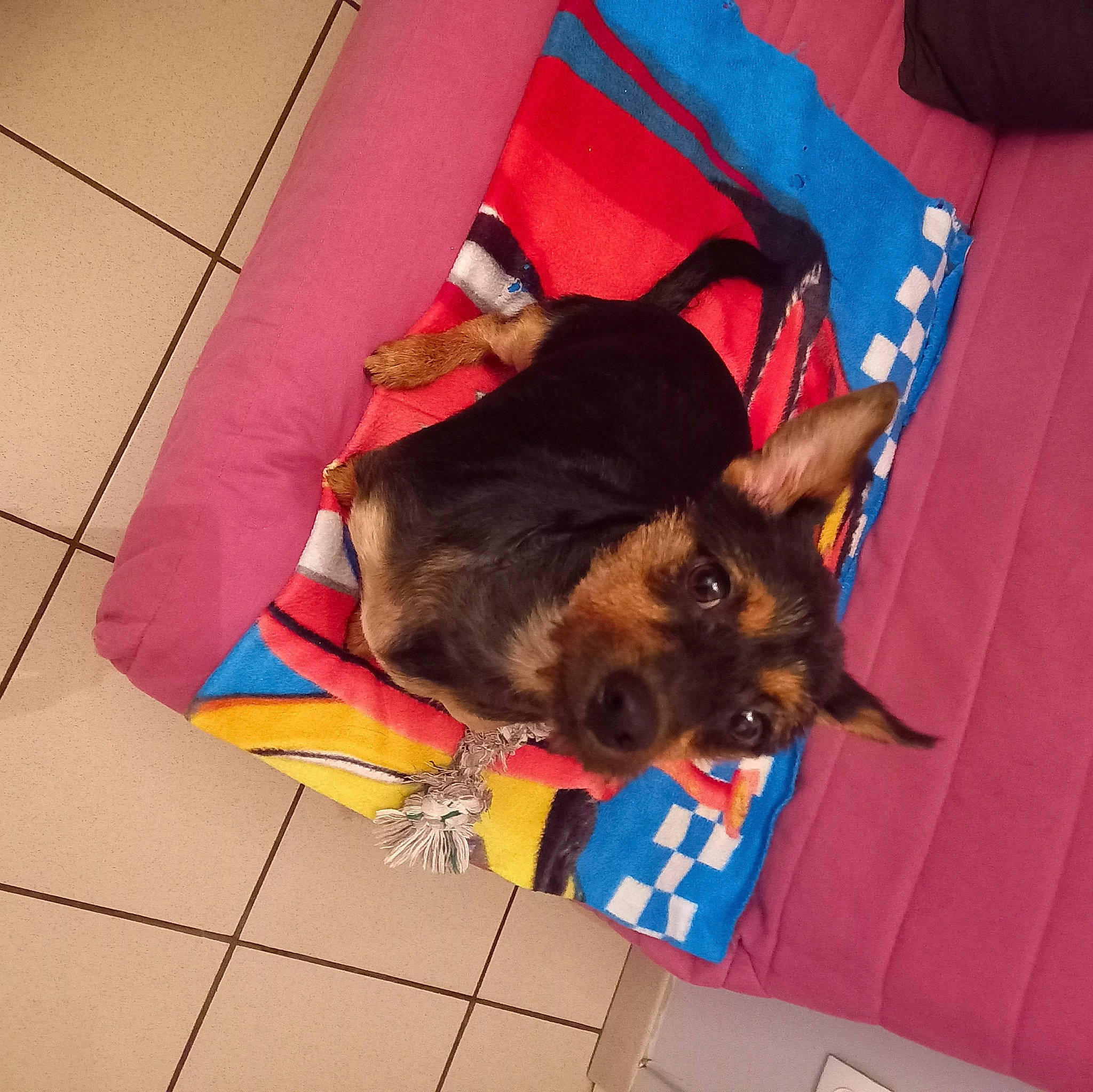 Lasko participe au concours pour gagner de l'argent avec cette photo : canidae, carnivore, collar, comfort, companion_dog, dog, dog_breed, dog_supply, electric_blue, fawn, flooring, fur, mammal, pet_supply, plant, snout, sporting_group, tail, toy_dog, working_animal