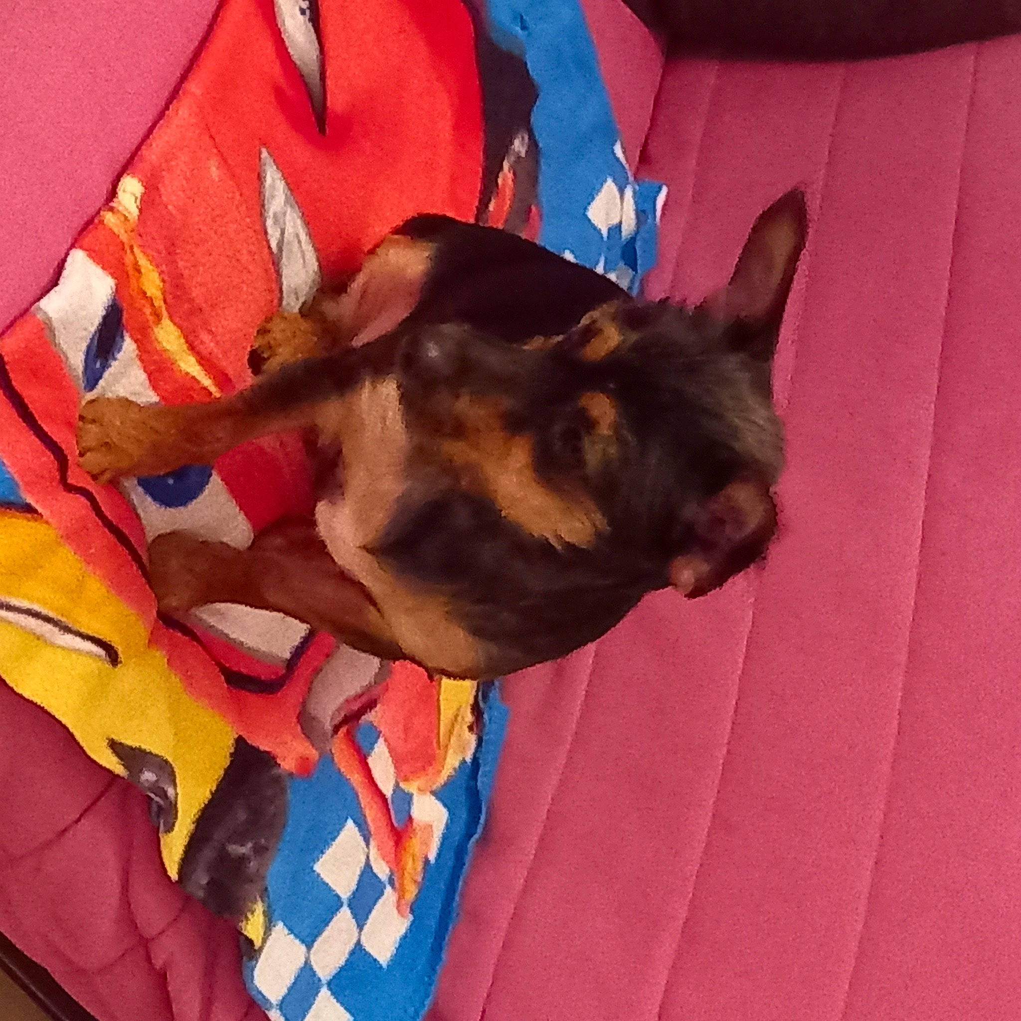 Lasko a rejoint le concours — aidez-le/la à gagner de superbes lots ! canidae, carmine, carnivore, comfort, companion_dog, dog, dog_breed, dog_supply, electric_blue, fawn, felidae, fur, linens, nap, snout, sporting_group, tail, toy_dog, whiskers, working_animal